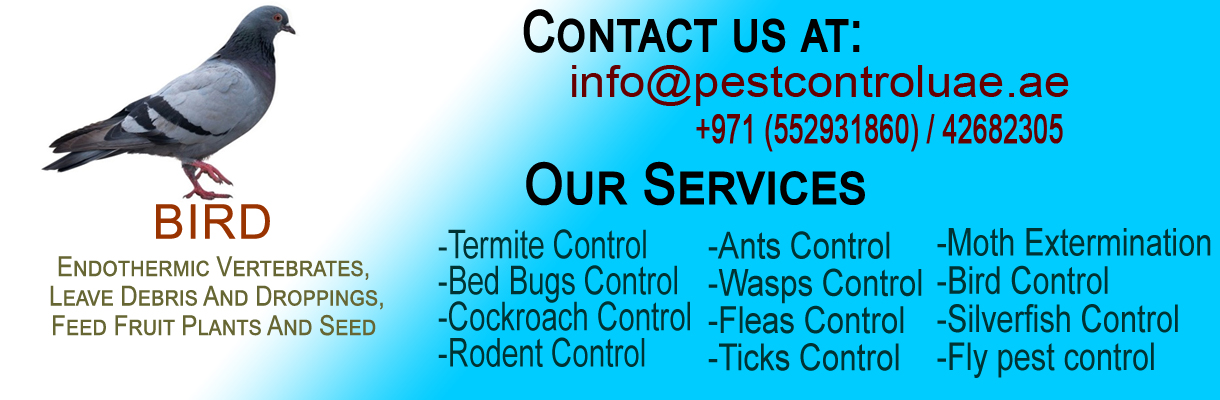Bird Pest Control, Al Madina Pest Control Dubai