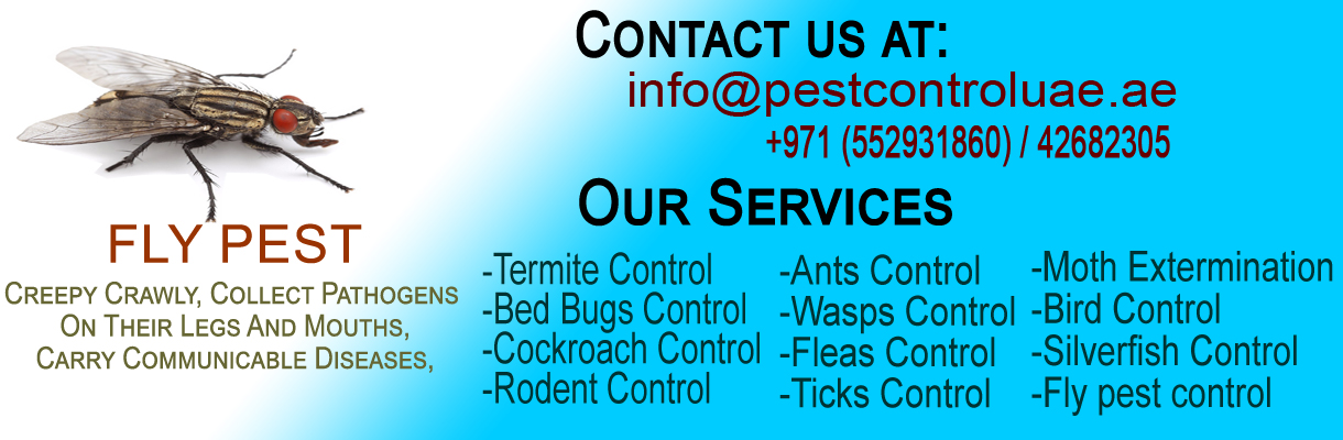 fly pest control , Star Al Madina Pest Control Dubai.