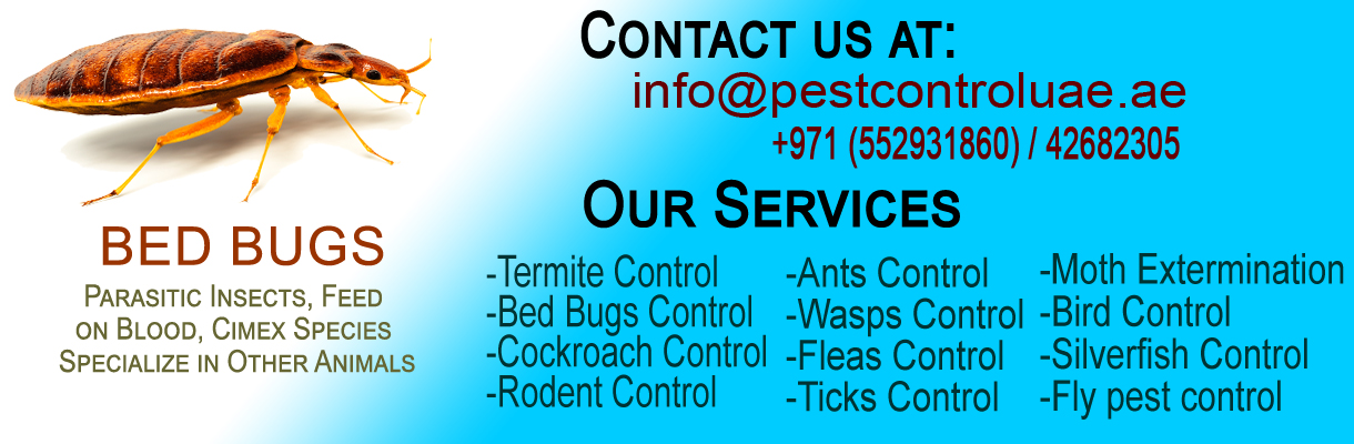 bed bugs pest control