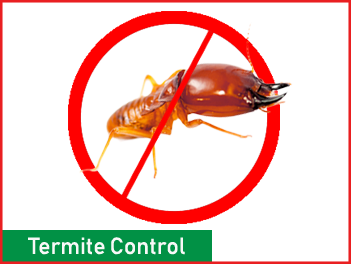 anti termite, termite control , star al madina pest control dubai